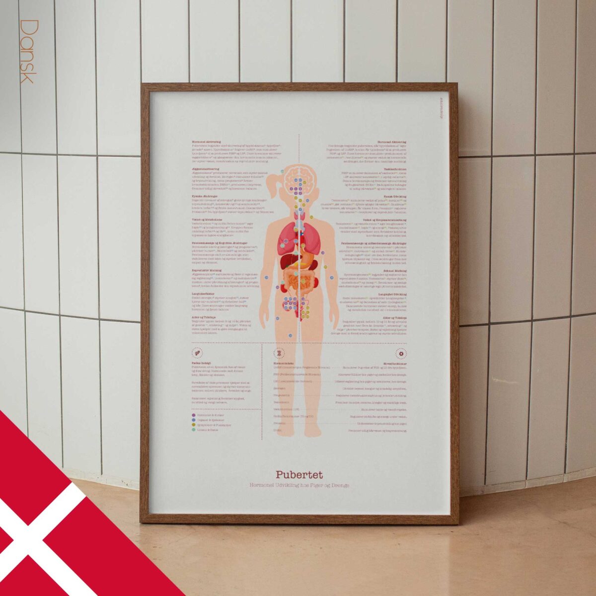 Puberty Anatomy Chart with Hormonal Development in Girls & Boys