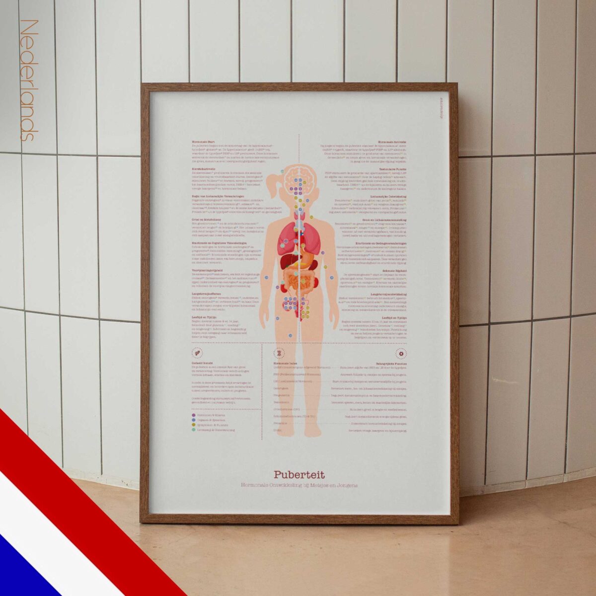 Puberty Anatomy Chart with Hormonal Development in Girls & Boys