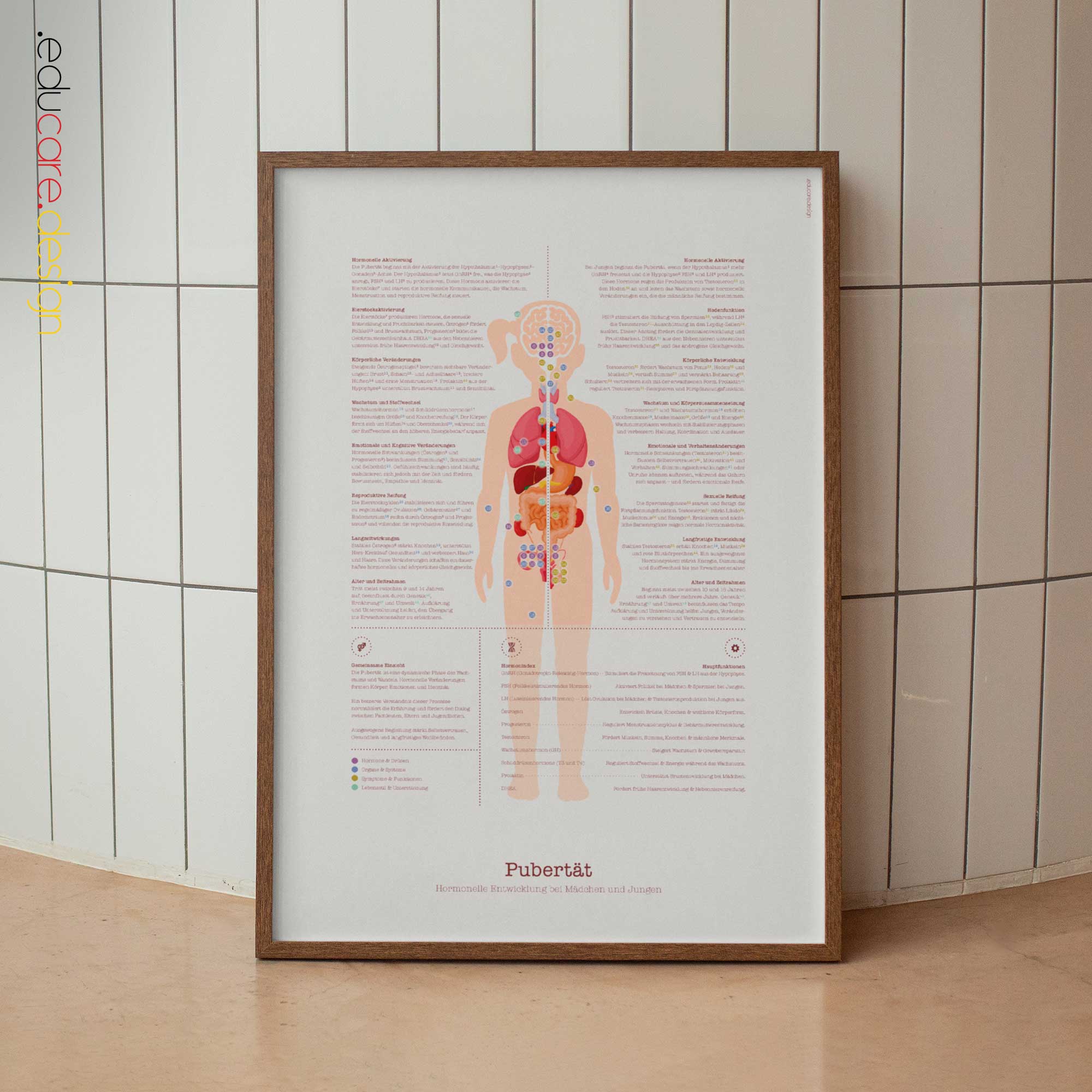 Pubertät Anatomie-Chart für Praxen und Kliniken
