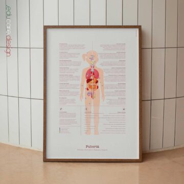 Puberty Anatomy Chart with Hormonal Development in Girls & Boys