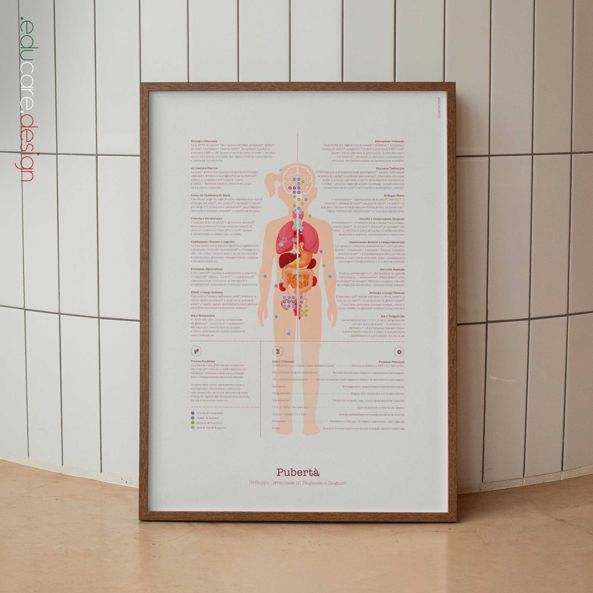 Pubertà tavola anatomica per studi e cliniche