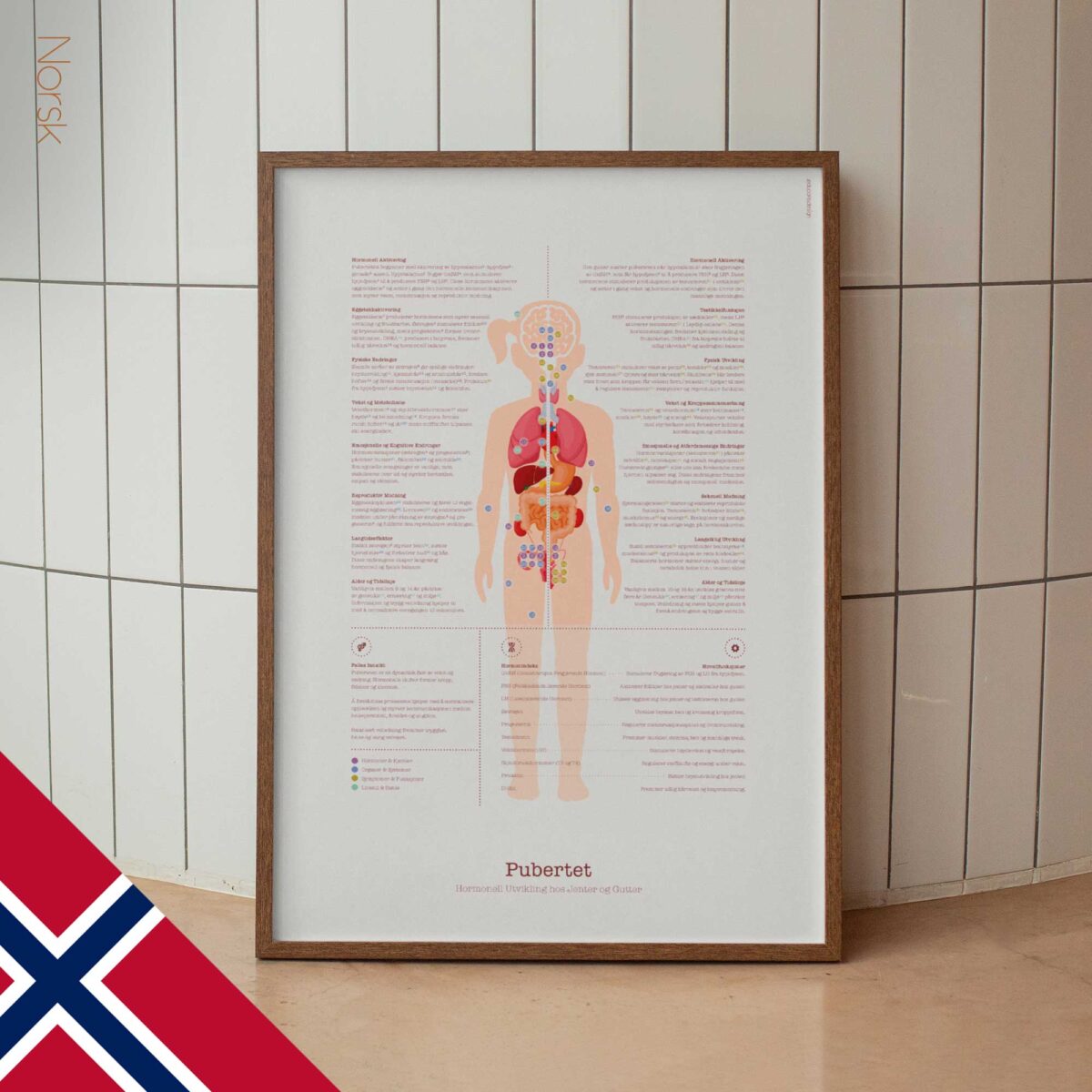 Puberty Anatomy Chart with Hormonal Development in Girls & Boys