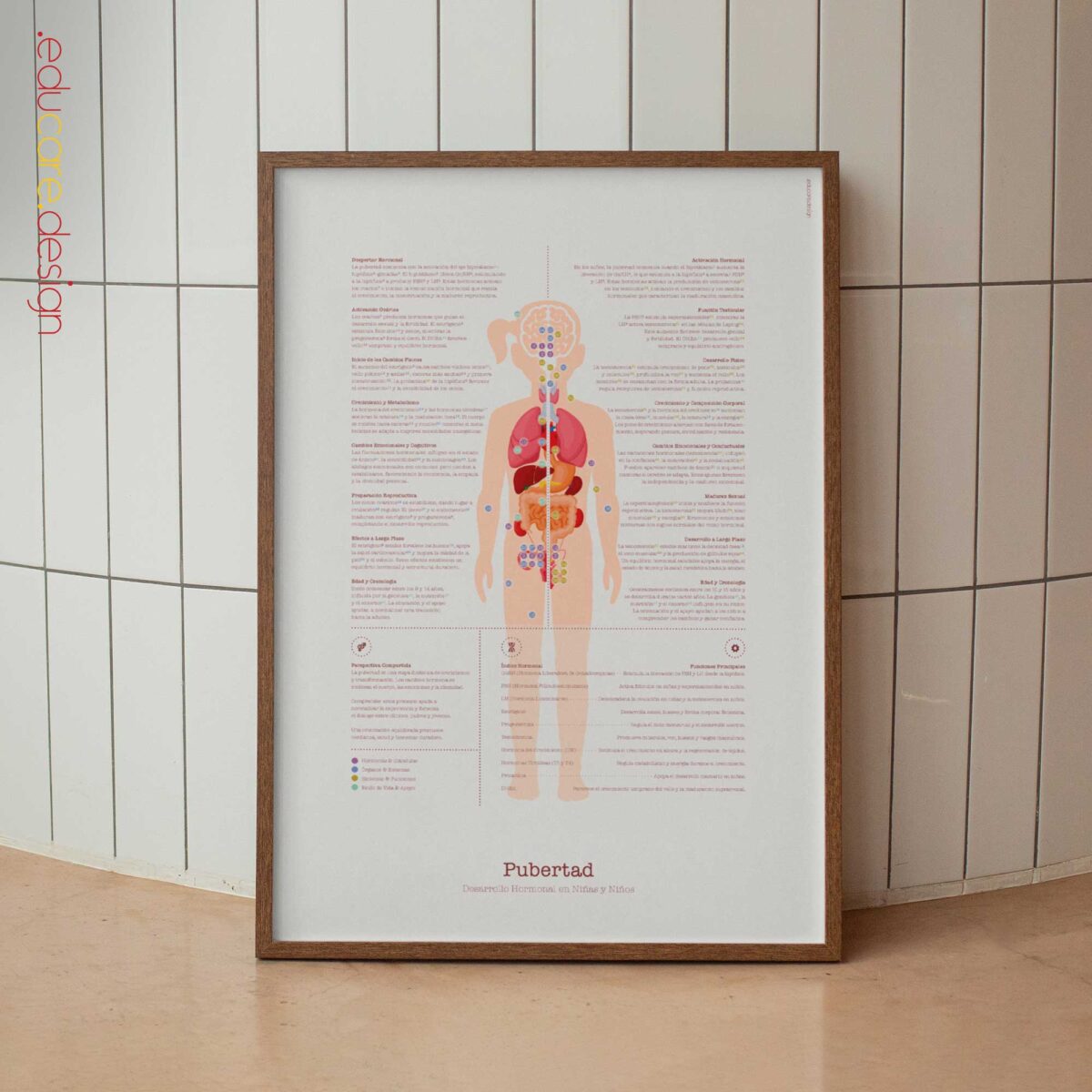 Puberty Anatomy Chart with Hormonal Development in Girls & Boys