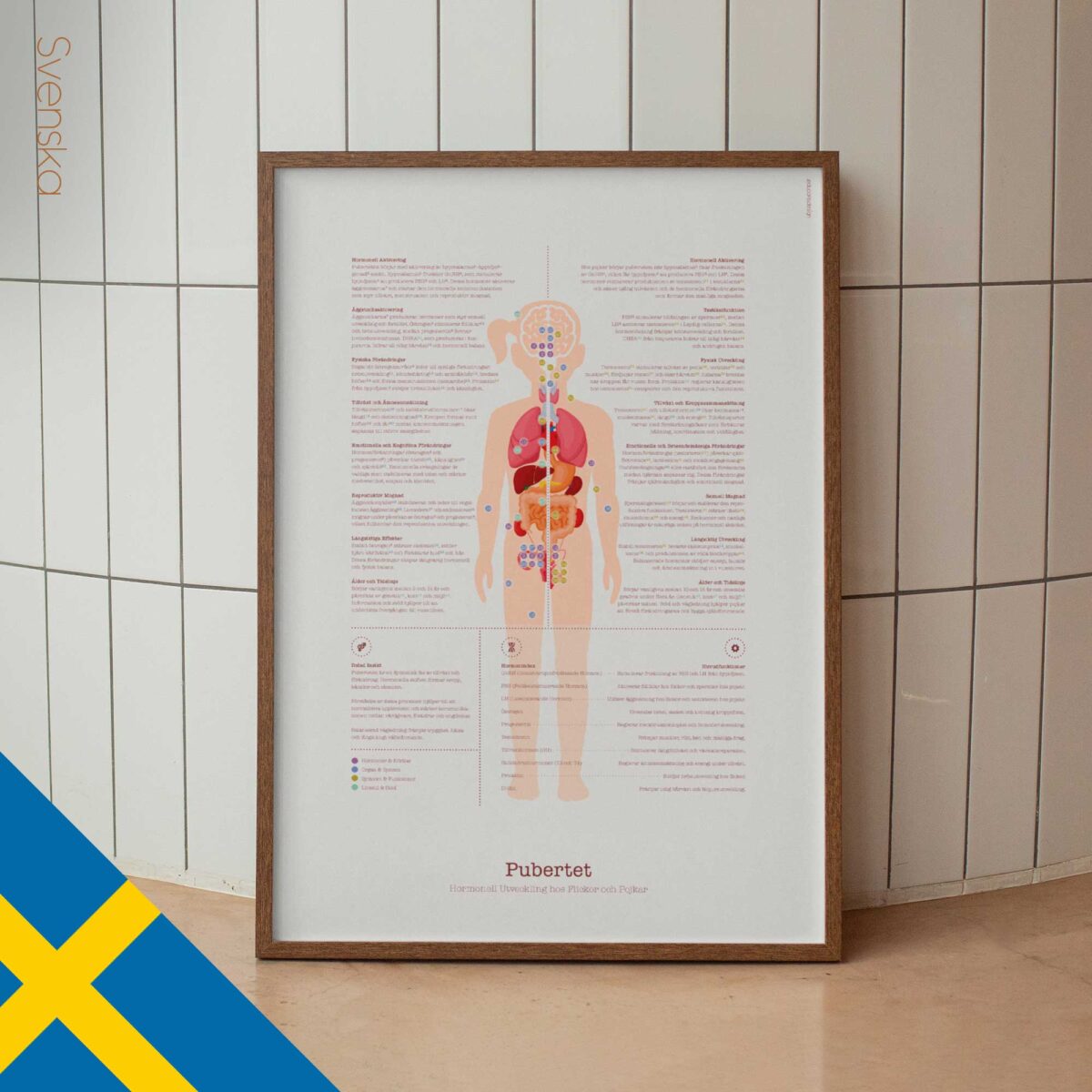 Puberty Anatomy Chart with Hormonal Development in Girls & Boys