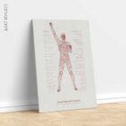 Postural Control Set anatomy chart for clinics