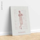 Postural Control Set anatomy chart for clinics