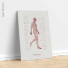 Postural Control Set anatomy chart for clinics
