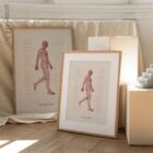 The Gait Cycle and Kinetic Chain anatomy chart for clinics