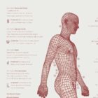 The Gait Cycle and Kinetic Chain anatomy chart for clinics