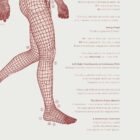 The Gait Cycle and Kinetic Chain anatomy chart for clinics