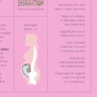 Pregnancy Support Quick Guide anatomy chart for clinics