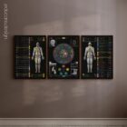Applied Kinesiology Chart, set of 3 anatomy chart for clinics Applied Kinesiology Chart, set of 3 anatomy chart for clinics