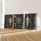 Applied Kinesiology Chart, set of 3 anatomy chart for clinics Applied Kinesiology Chart, set of 3 anatomy chart for clinics