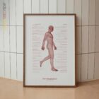 Der Gangzyklus und die Kinetische Kette Anatomie-Chart für Praxen und Kliniken