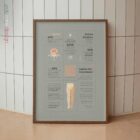 Sciatica Quick Guide tavola anatomica per studi e cliniche