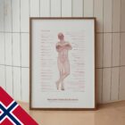 Nedsatt Postural Kontroll anatomidiagram for klinikker