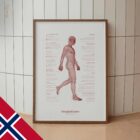 Gangsyklusen og den Kinetiske Kjeden anatomidiagram for klinikker