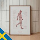 Gångcykeln och den Kinetiska Kedjan anatomidiagram för kliniker