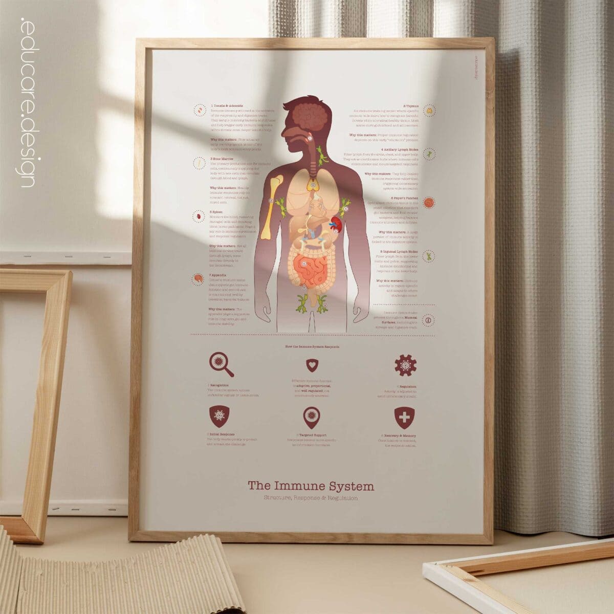 Immune system anatomy and immune response chart showing structure, response, and regulation for patient education.