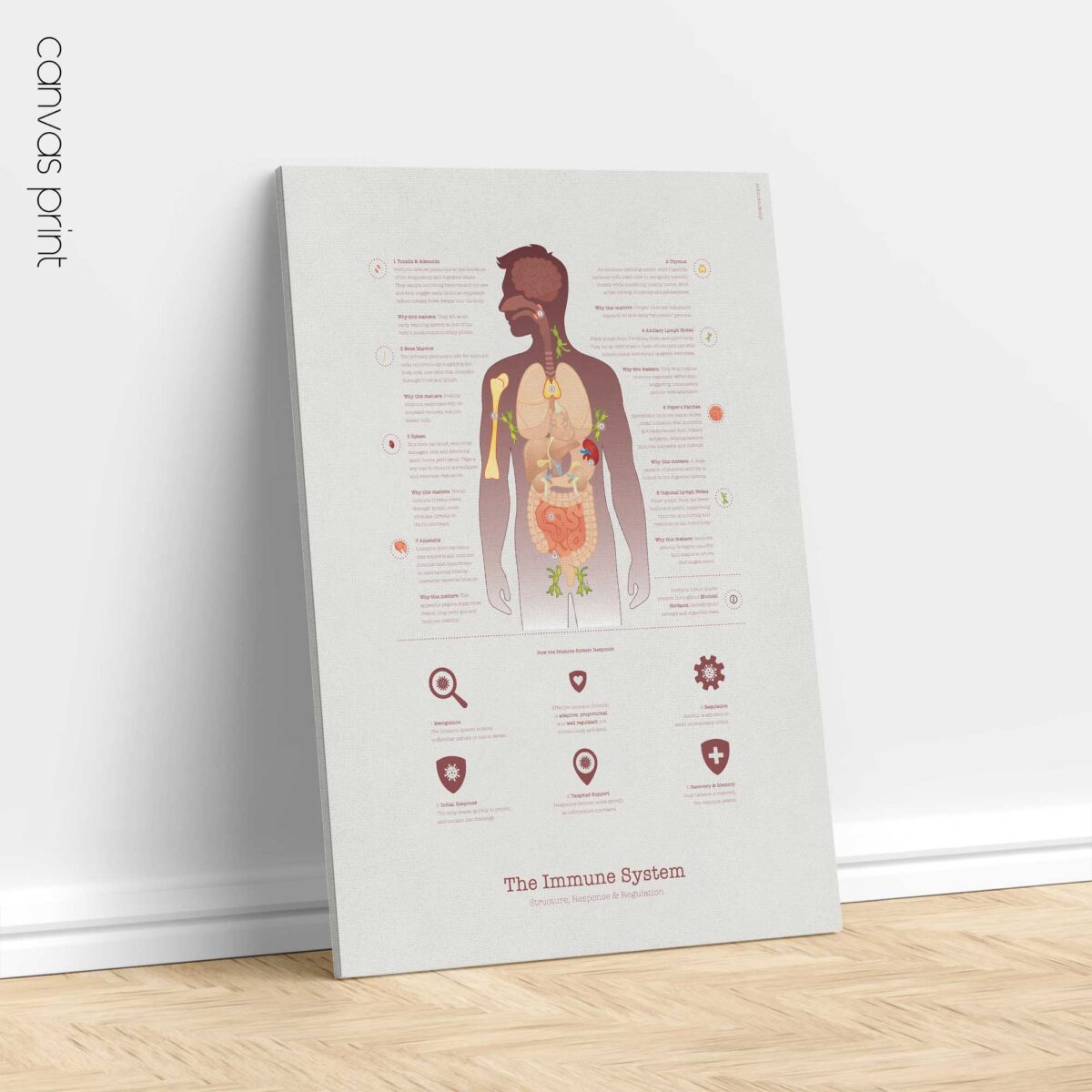 Immune system anatomy and immune response chart showing structure, response, and regulation for patient education.