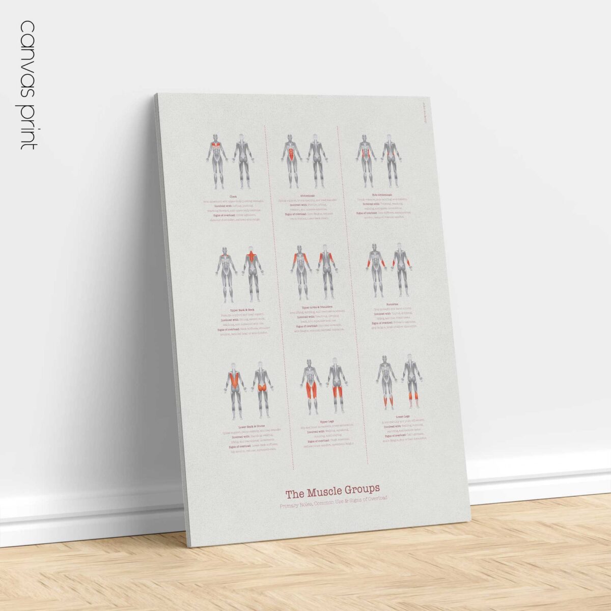 The Muscle Groups – Functional Anatomy Chart for Patient Education