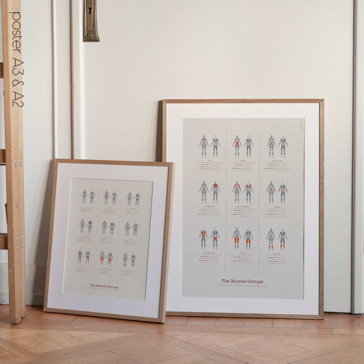 The Muscle Groups – Functional Anatomy Chart for Patient Education