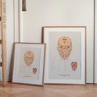 Reflexology Chart Face and Tongue anatomy chart for clinics