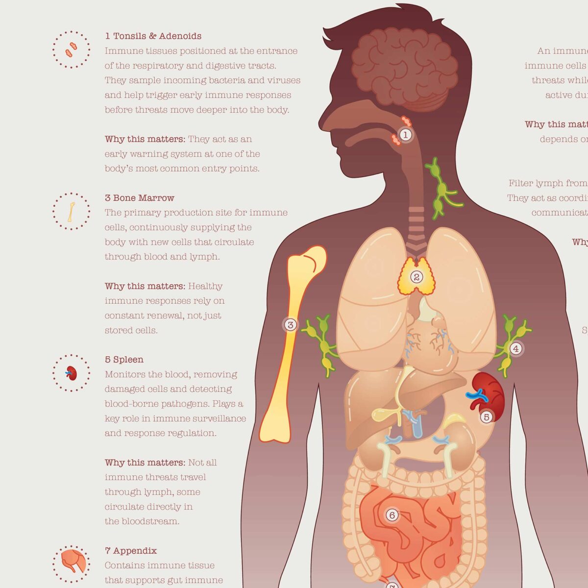 Immune system anatomy and immune response chart showing structure, response, and regulation for patient education.