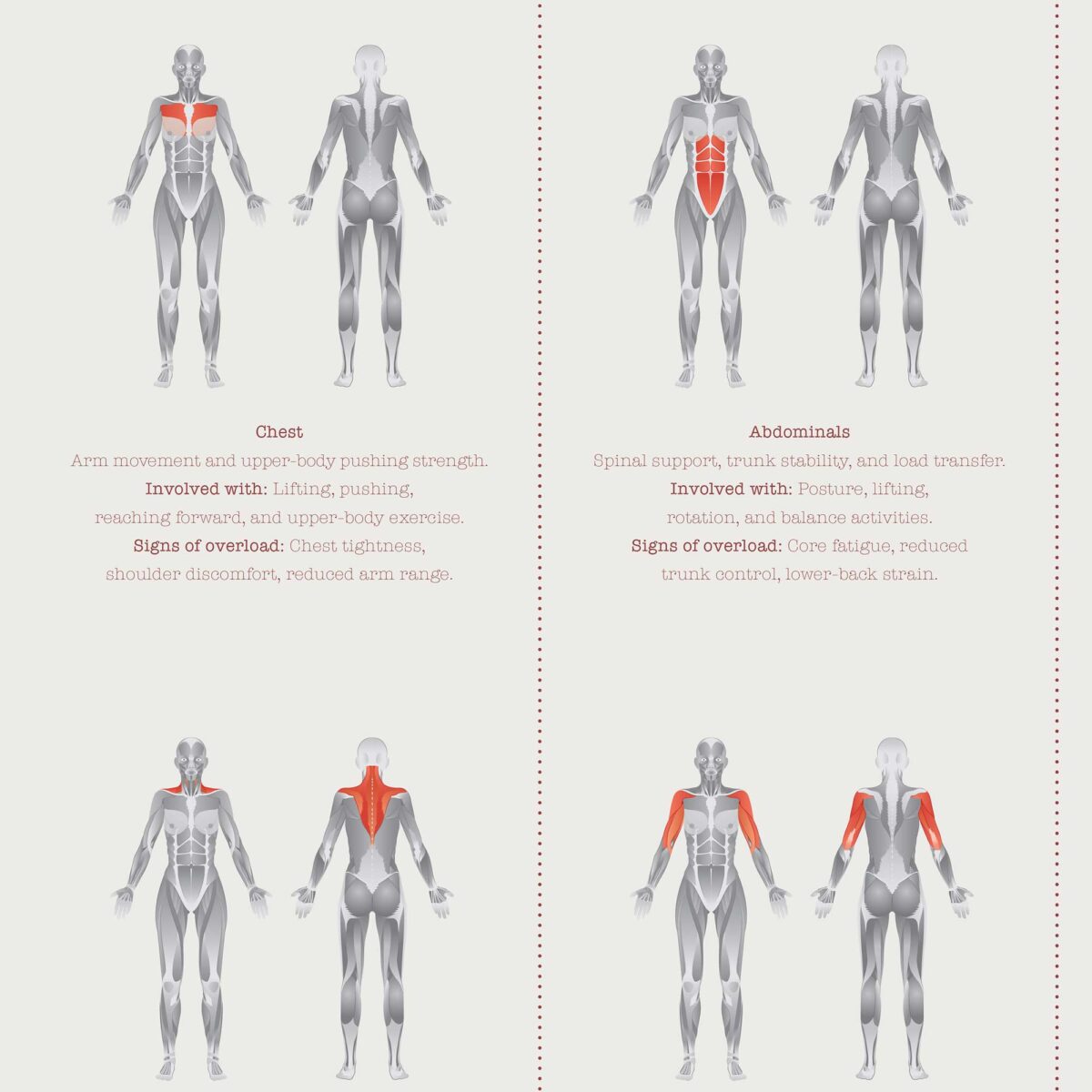 The Muscle Groups – Functional Anatomy Chart for Patient Education