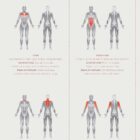 Muscle Groups anatomy chart for clinics