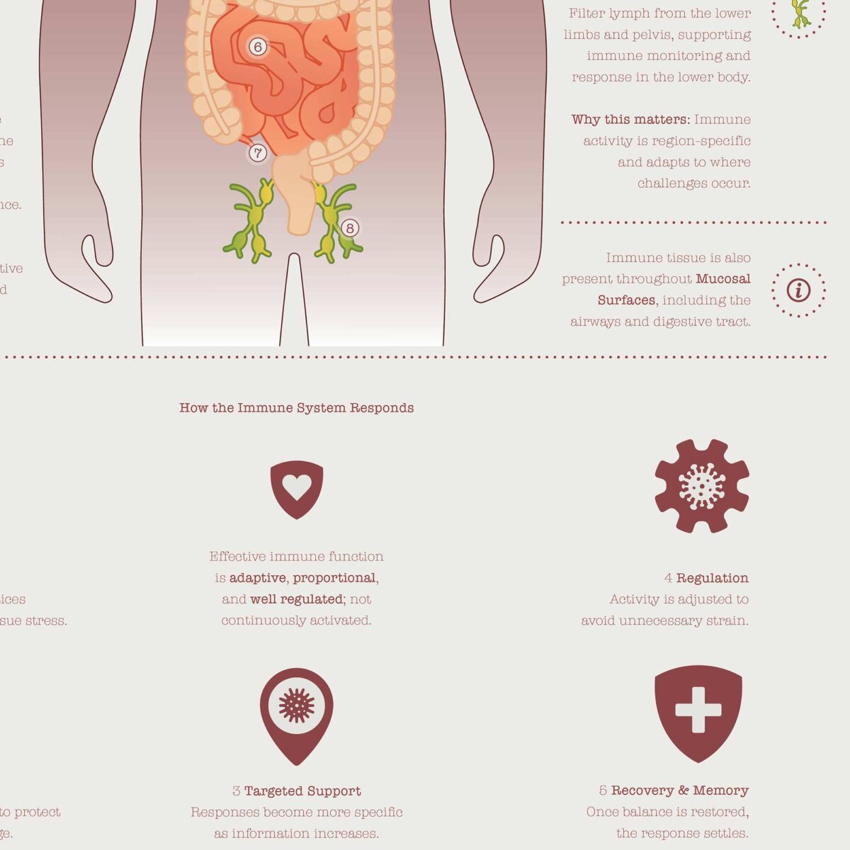 Immune system anatomy and immune response chart showing structure, response, and regulation for patient education.