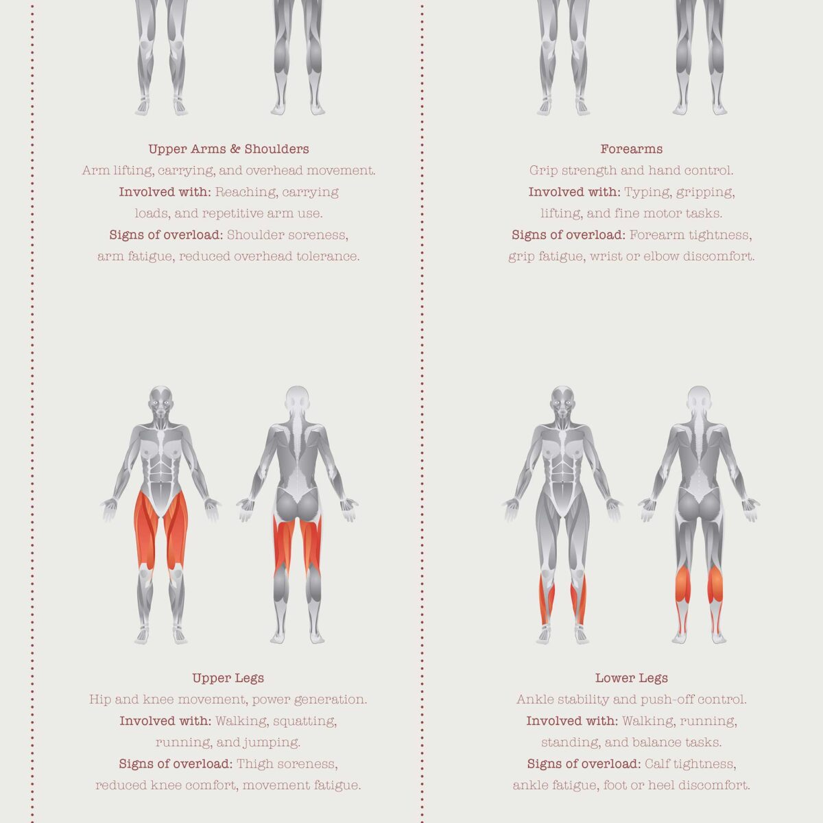 The Muscle Groups – Functional Anatomy Chart for Patient Education