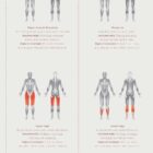 Muscle Groups anatomy chart for clinics