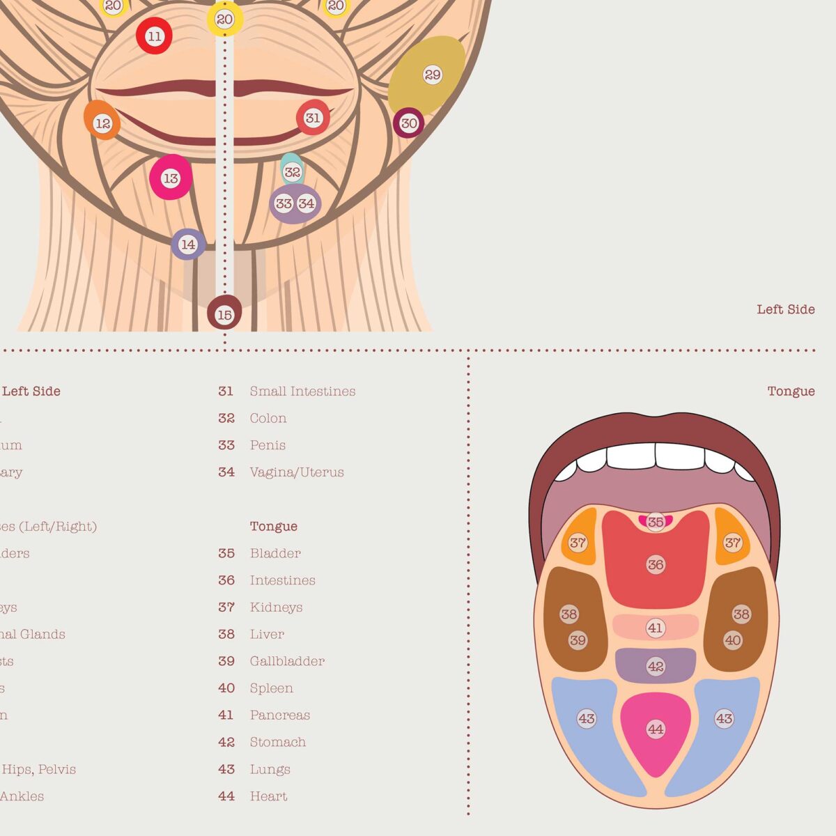 Patient-friendly reflexology chart illustrating facial and tongue reflex zones.