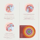 Common Shoulder Conditions anatomy chart for clinics