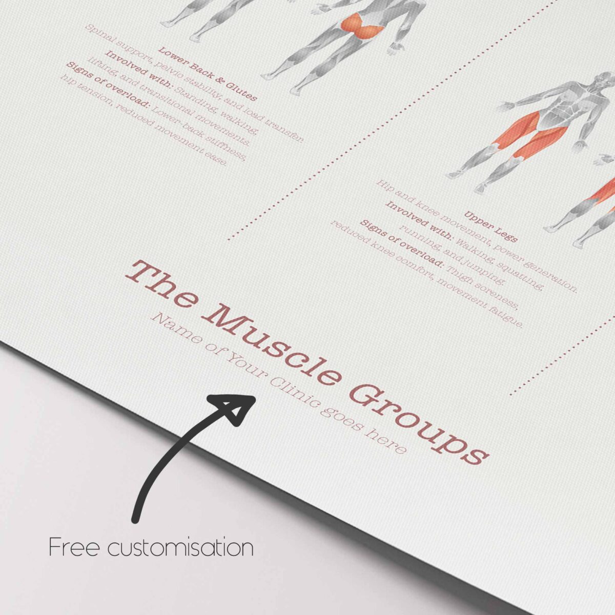 The Muscle Groups – Functional Anatomy Chart for Patient Education
