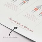 Muscle Groups anatomy chart for clinics