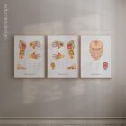 Reflexology Chart Set anatomy chart for clinics Reflexology Chart Set anatomy chart for clinics
