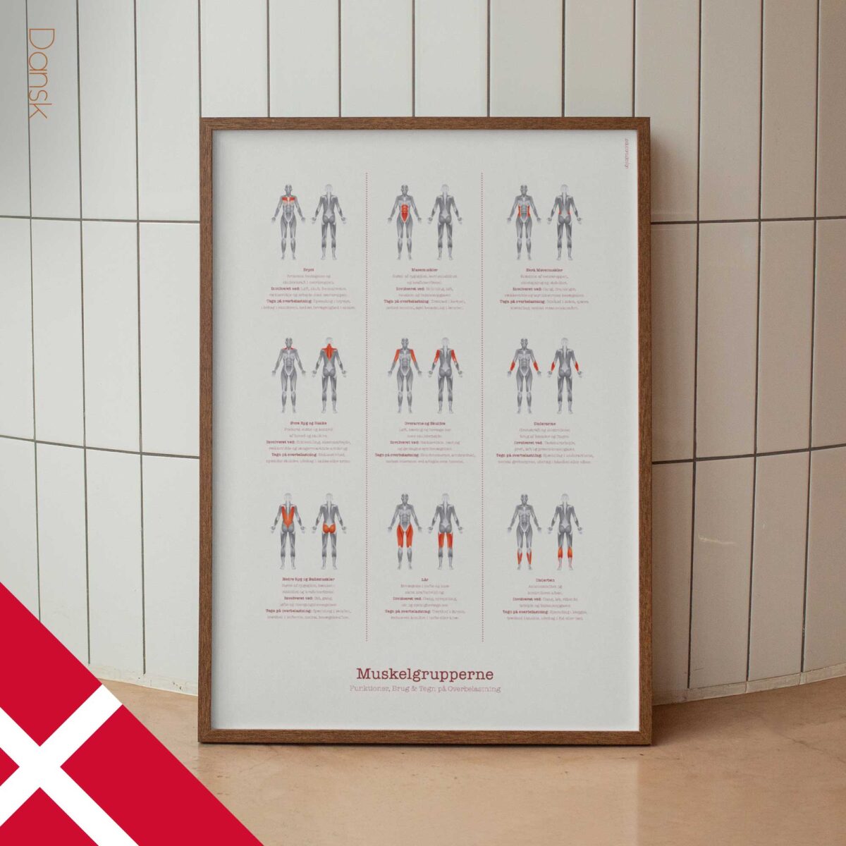 The Muscle Groups – Functional Anatomy Chart for Patient Education