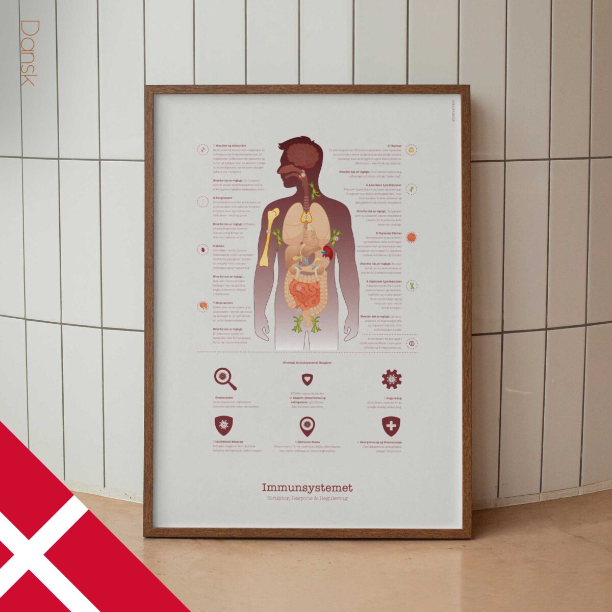 Immune system anatomy and immune response chart showing structure, response, and regulation for patient education.