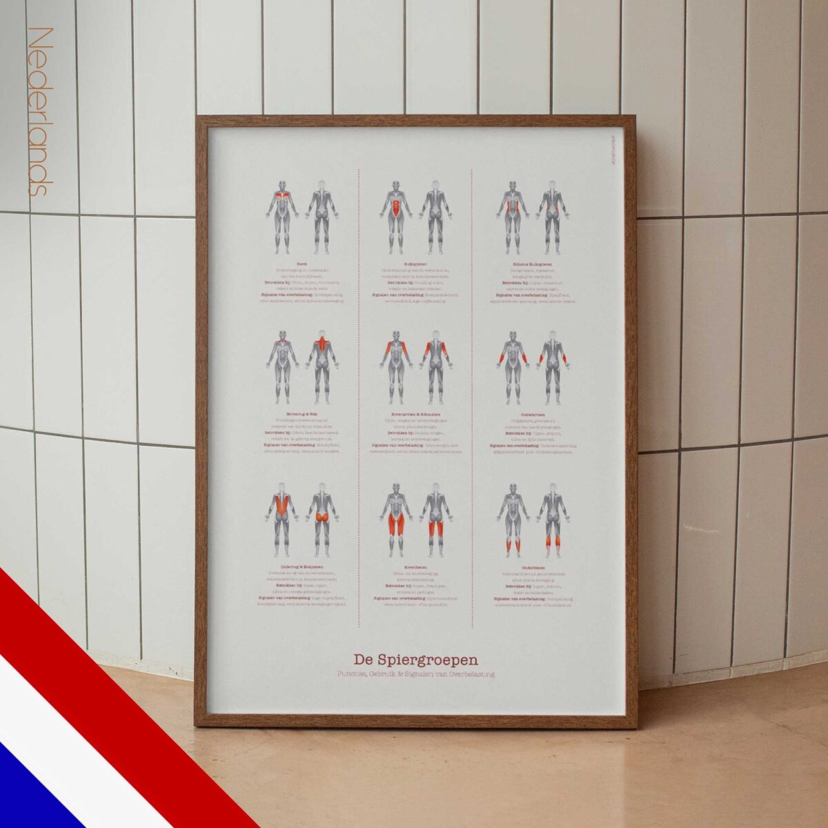 The Muscle Groups – Functional Anatomy Chart for Patient Education