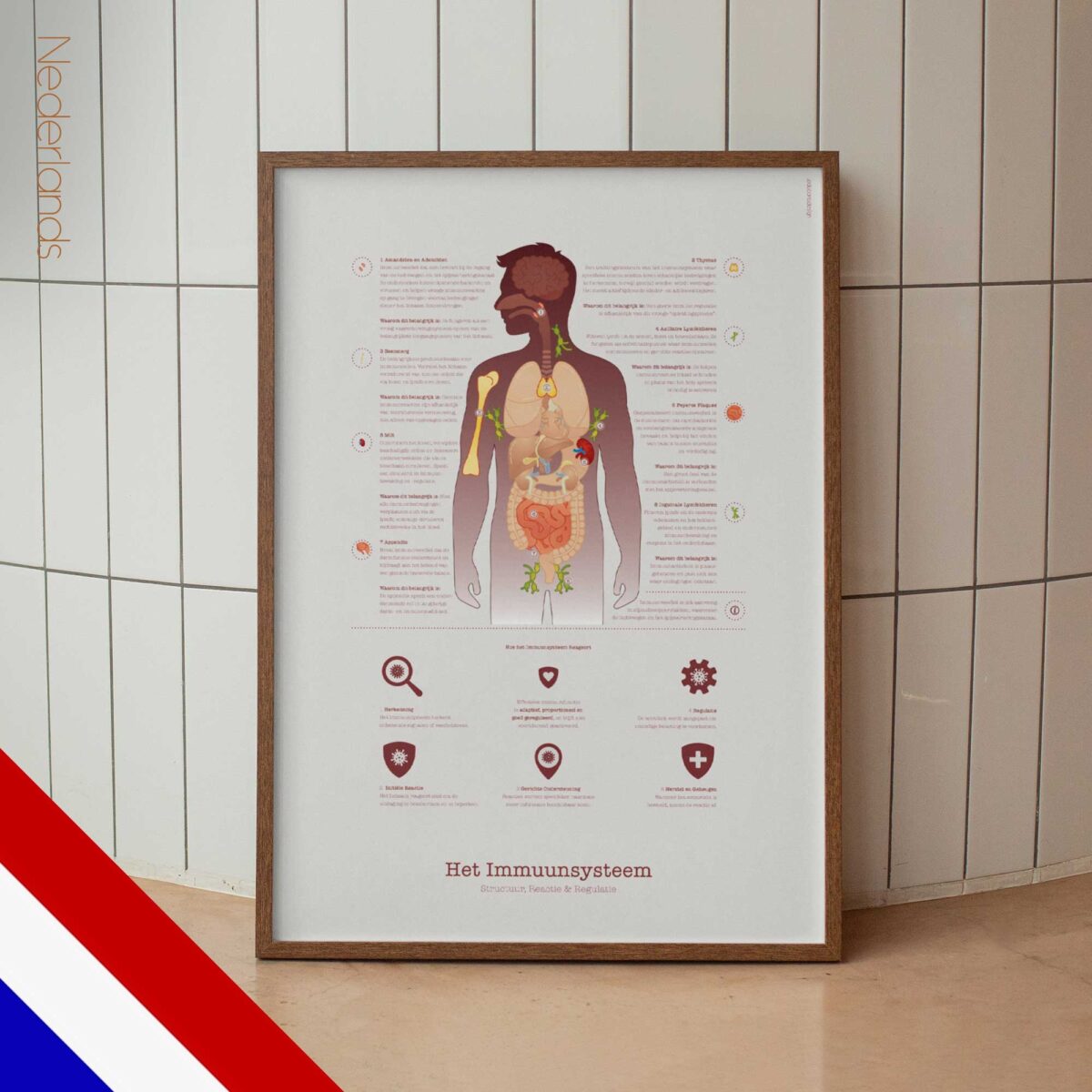 Immune system anatomy and immune response chart showing structure, response, and regulation for patient education.