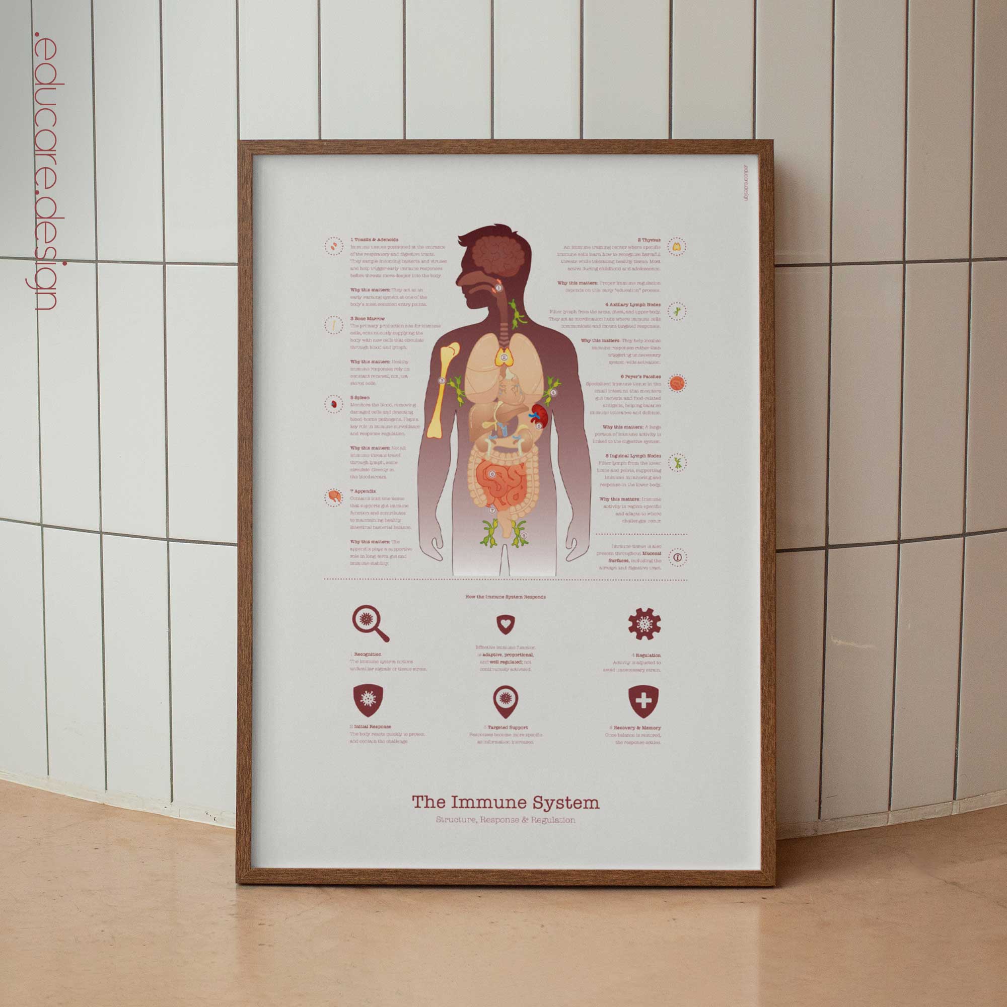 The Immune System anatomy chart for clinics