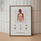 Le Système Immunitaire planche anatomique pour cabinets et cliniques