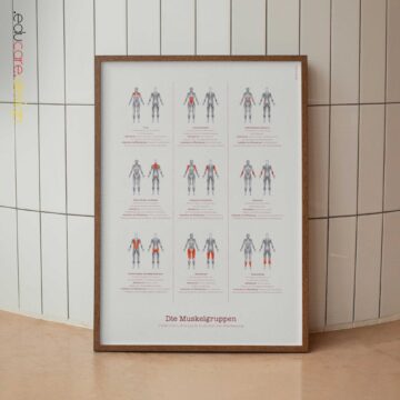 The Muscle Groups – Functional Anatomy Chart for Patient Education