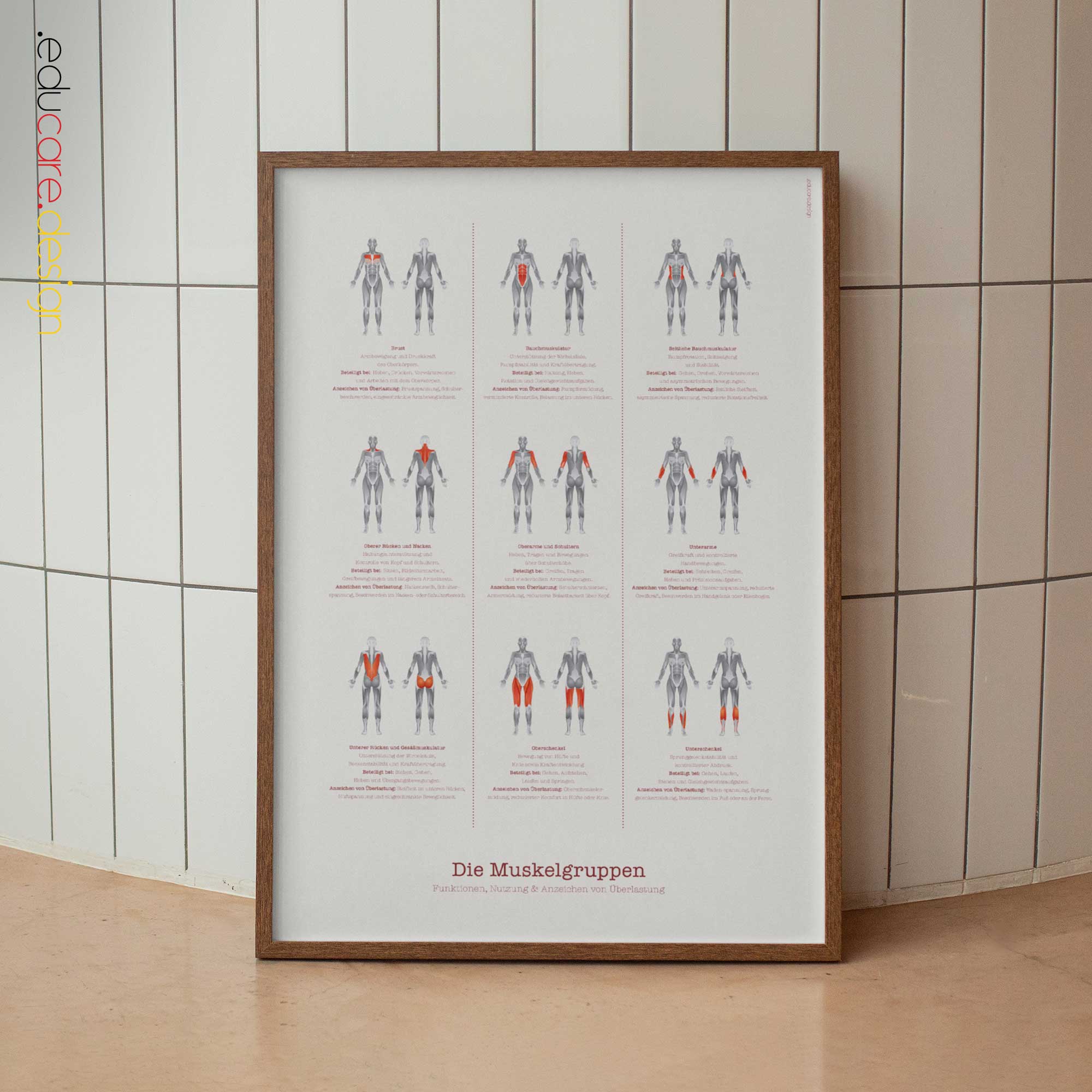 Muskelgruppen Anatomie-Chart für Praxen und Kliniken