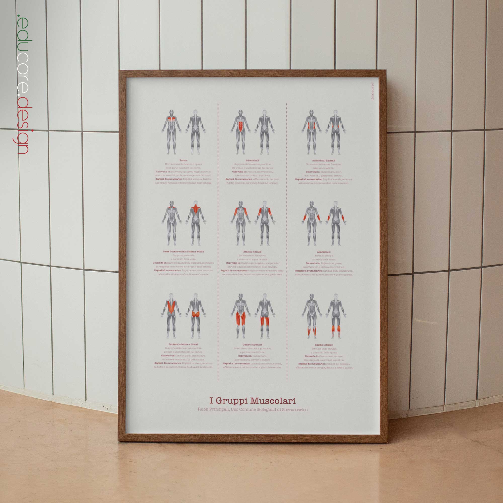 Gruppi Muscolari tavola anatomica per studi e cliniche