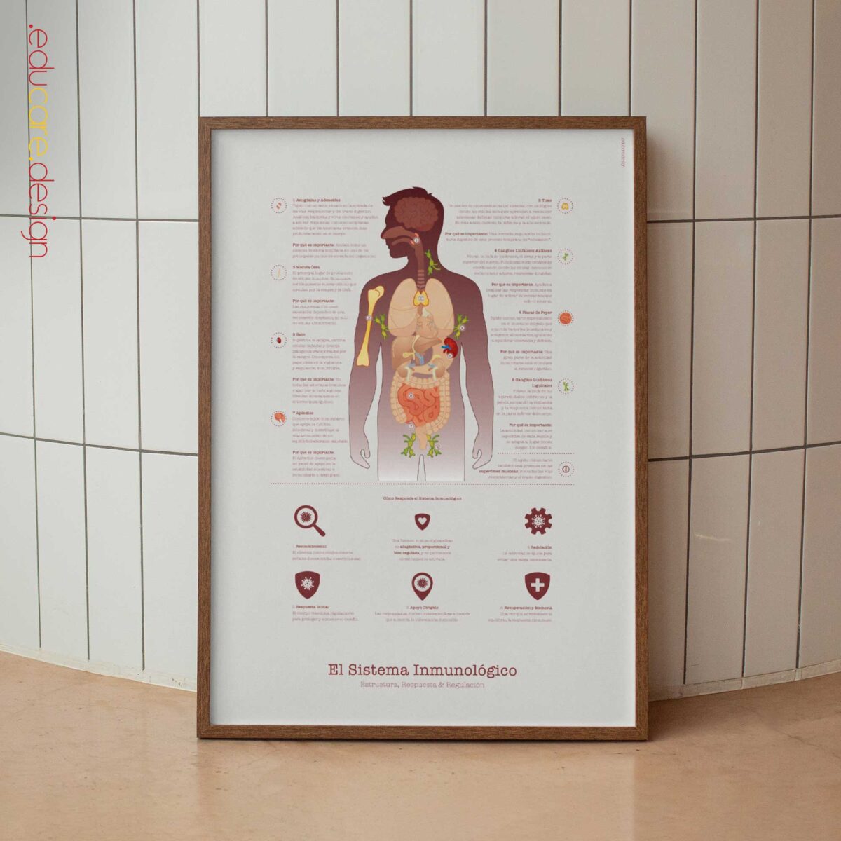 Immune system anatomy and immune response chart showing structure, response, and regulation for patient education.