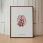 The Cranial Nerves anatomy chart for clinics
