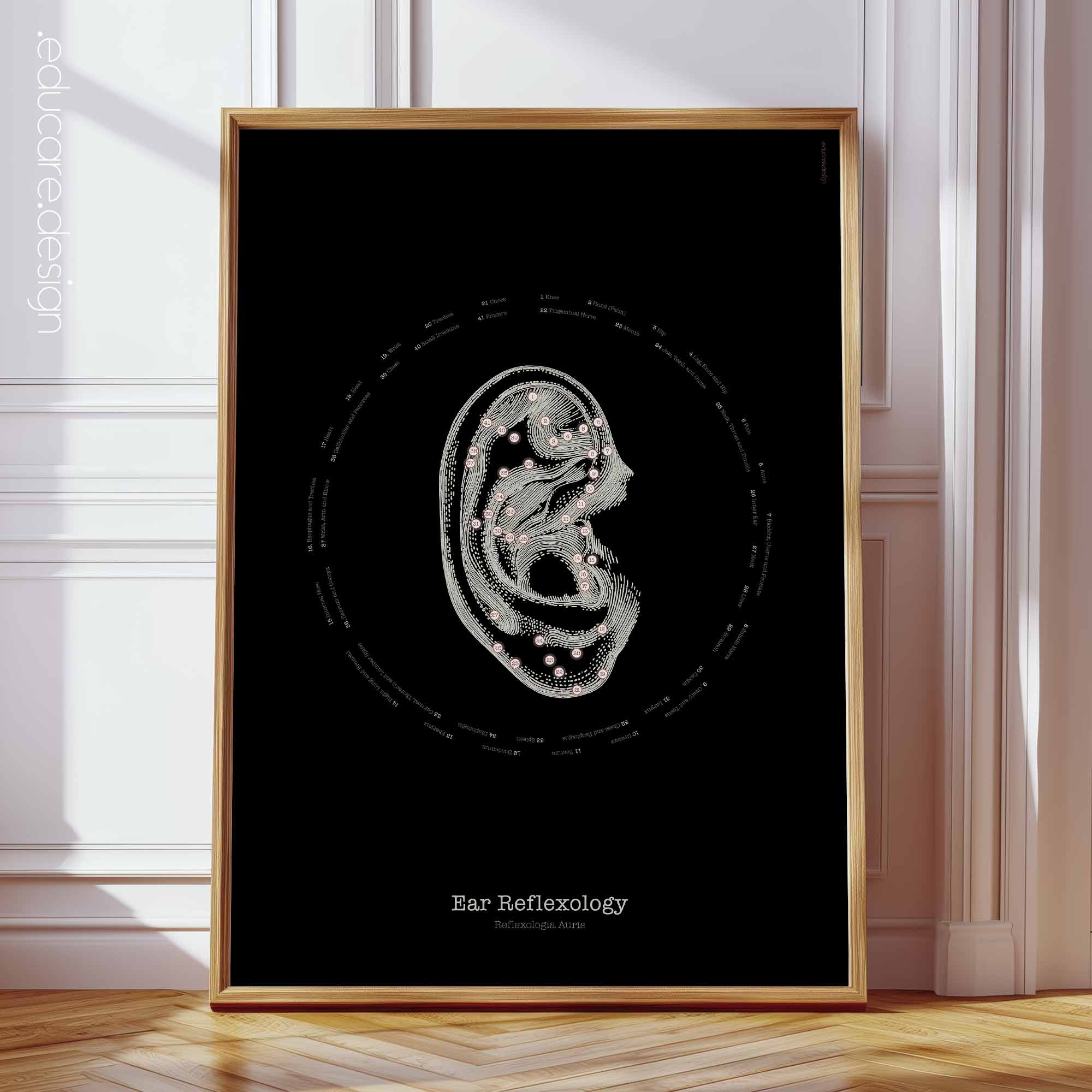 Reflexology Ear anatomy chart for clinics